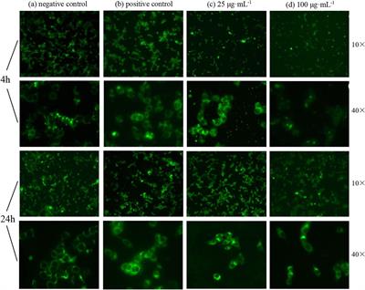 Study on the biological effects of ZnO nanosheets on EBL cells